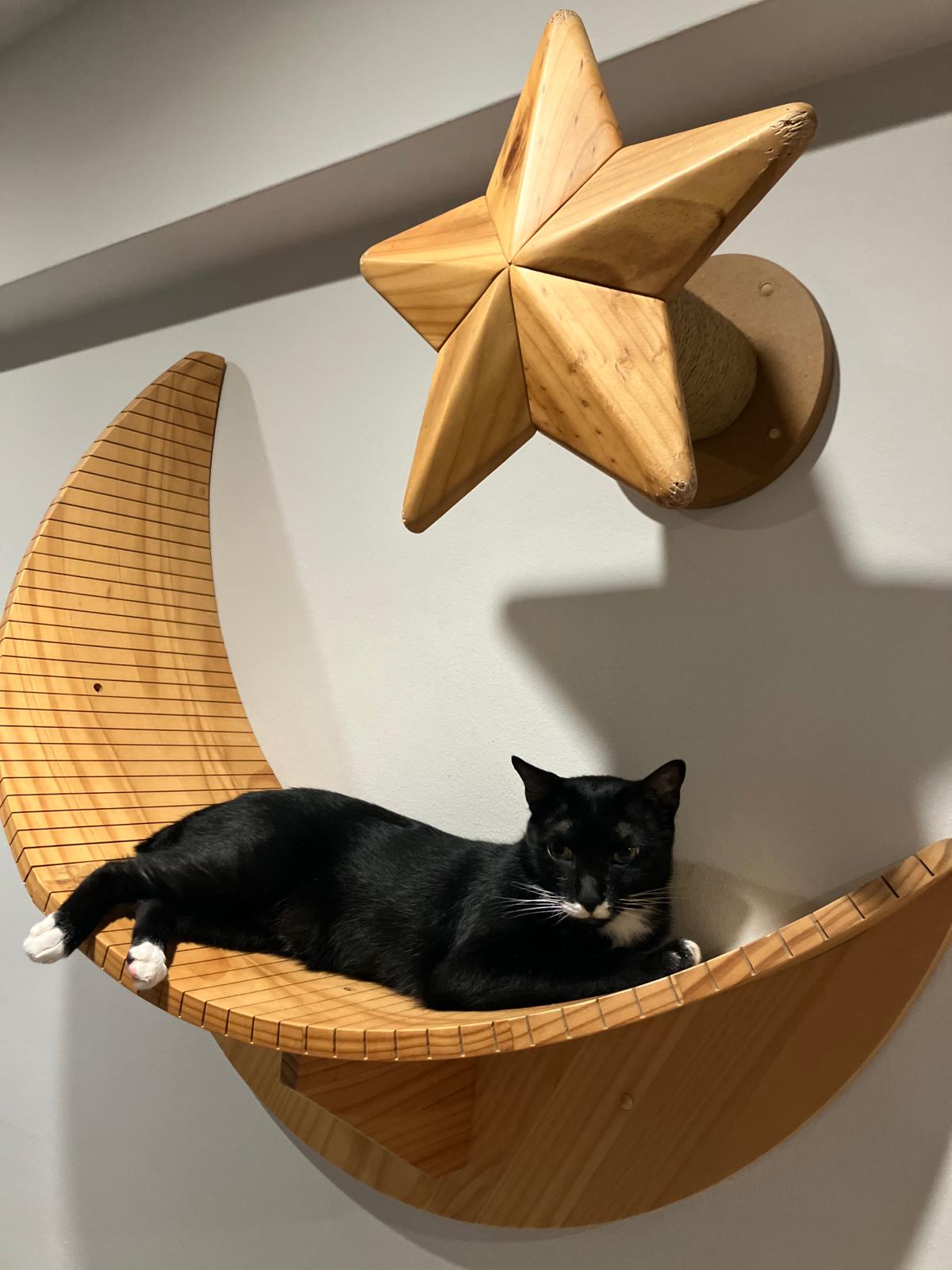 moon-star-catification