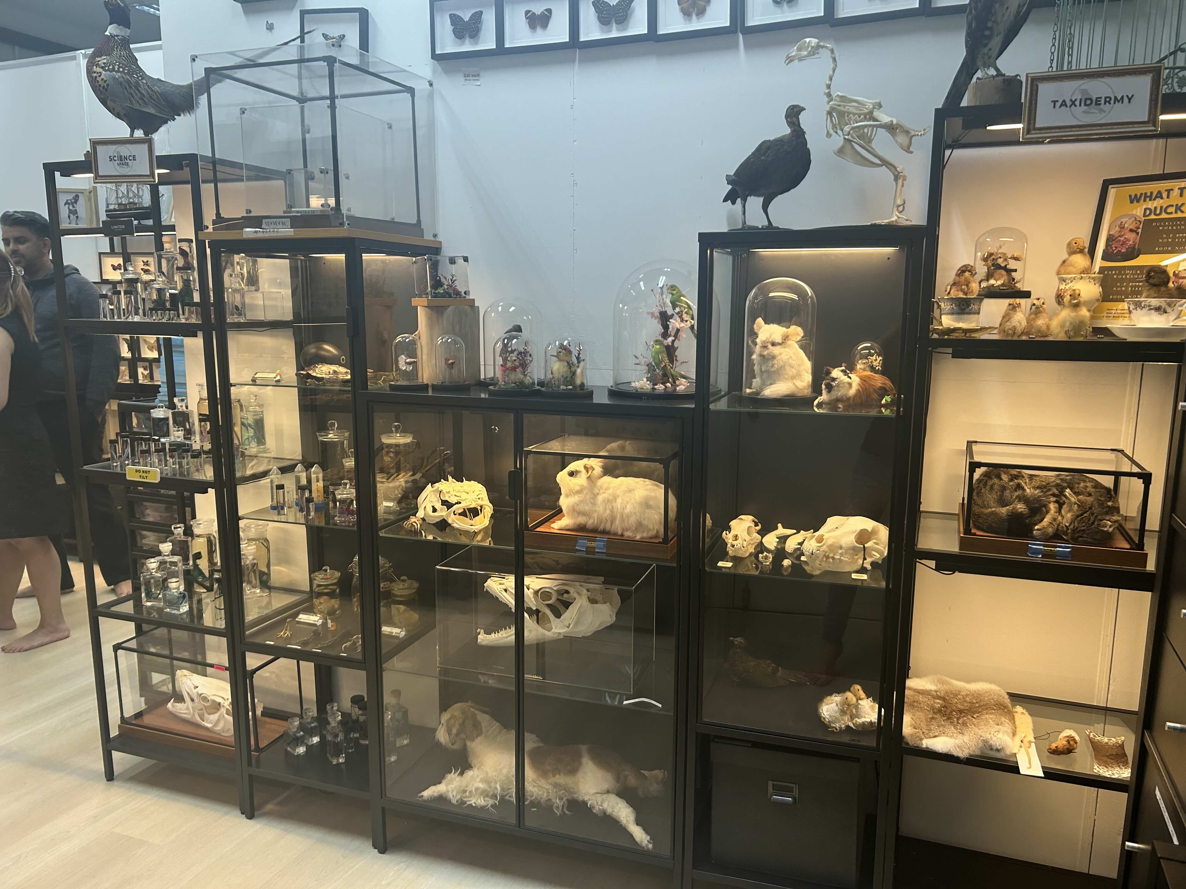 black crow taxidermy and art