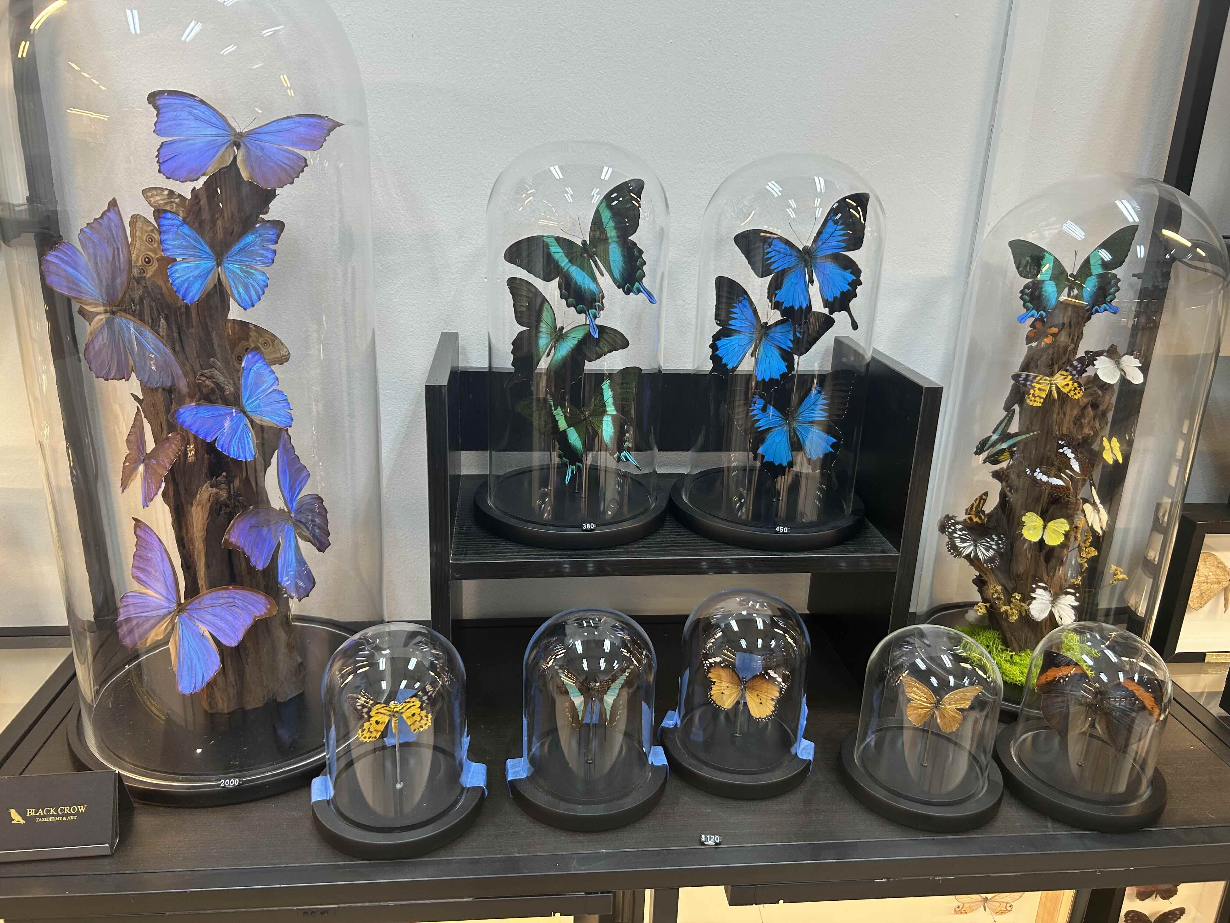 butterflies black crow taxidermy and art