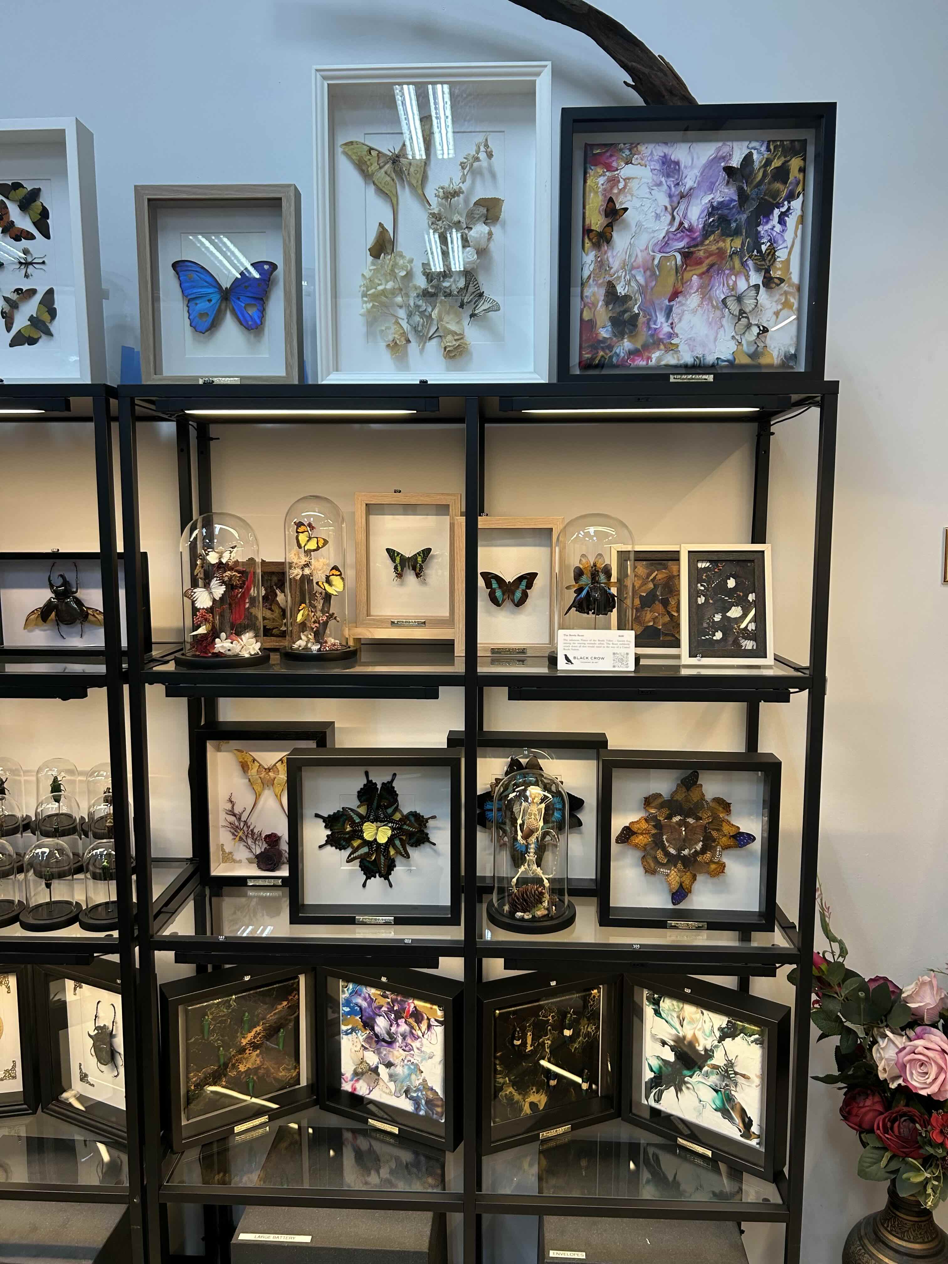 butterfly art at black crow taxidermy and art