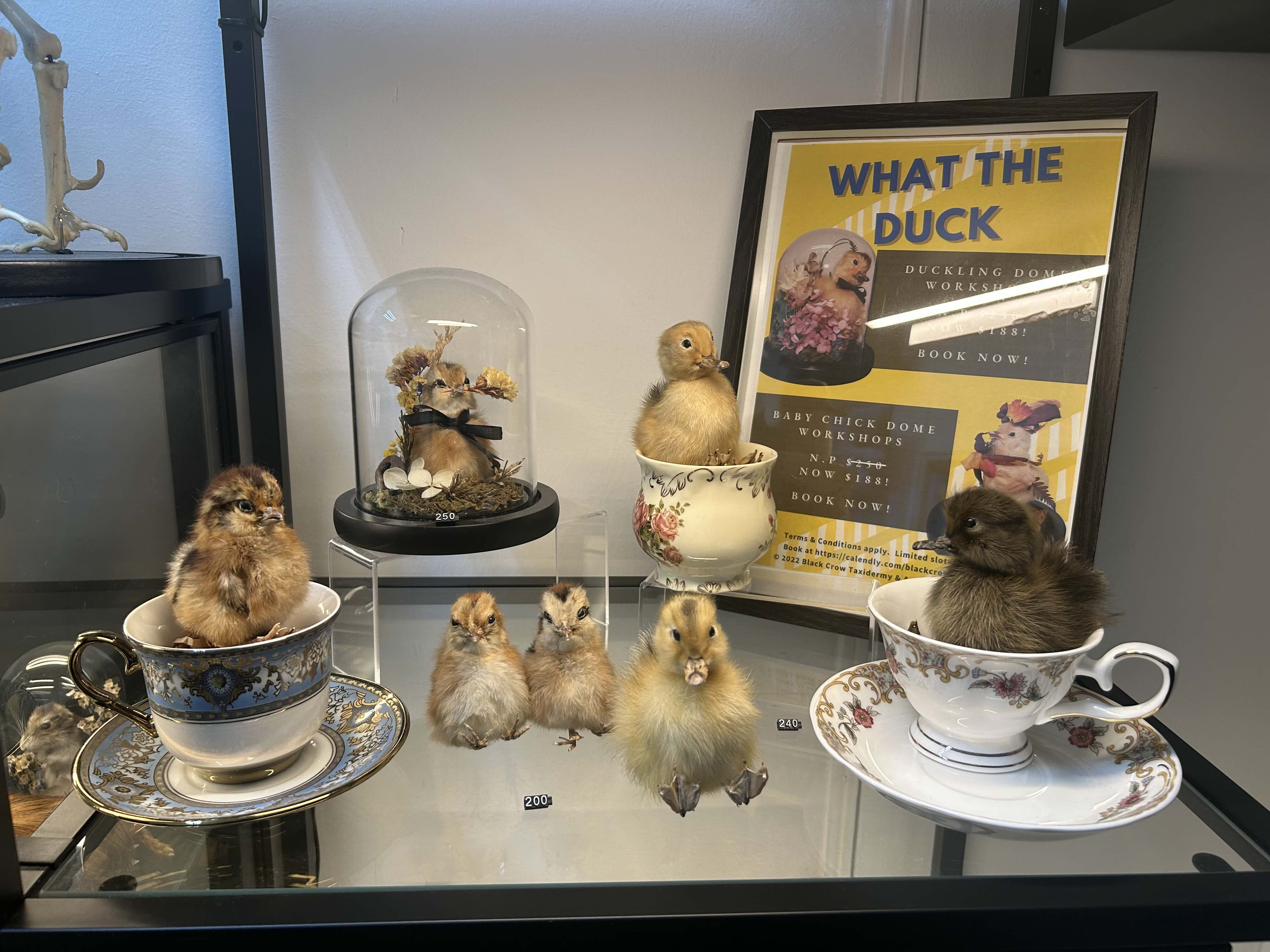 chicks in tea cups at black crow taxidermy and art