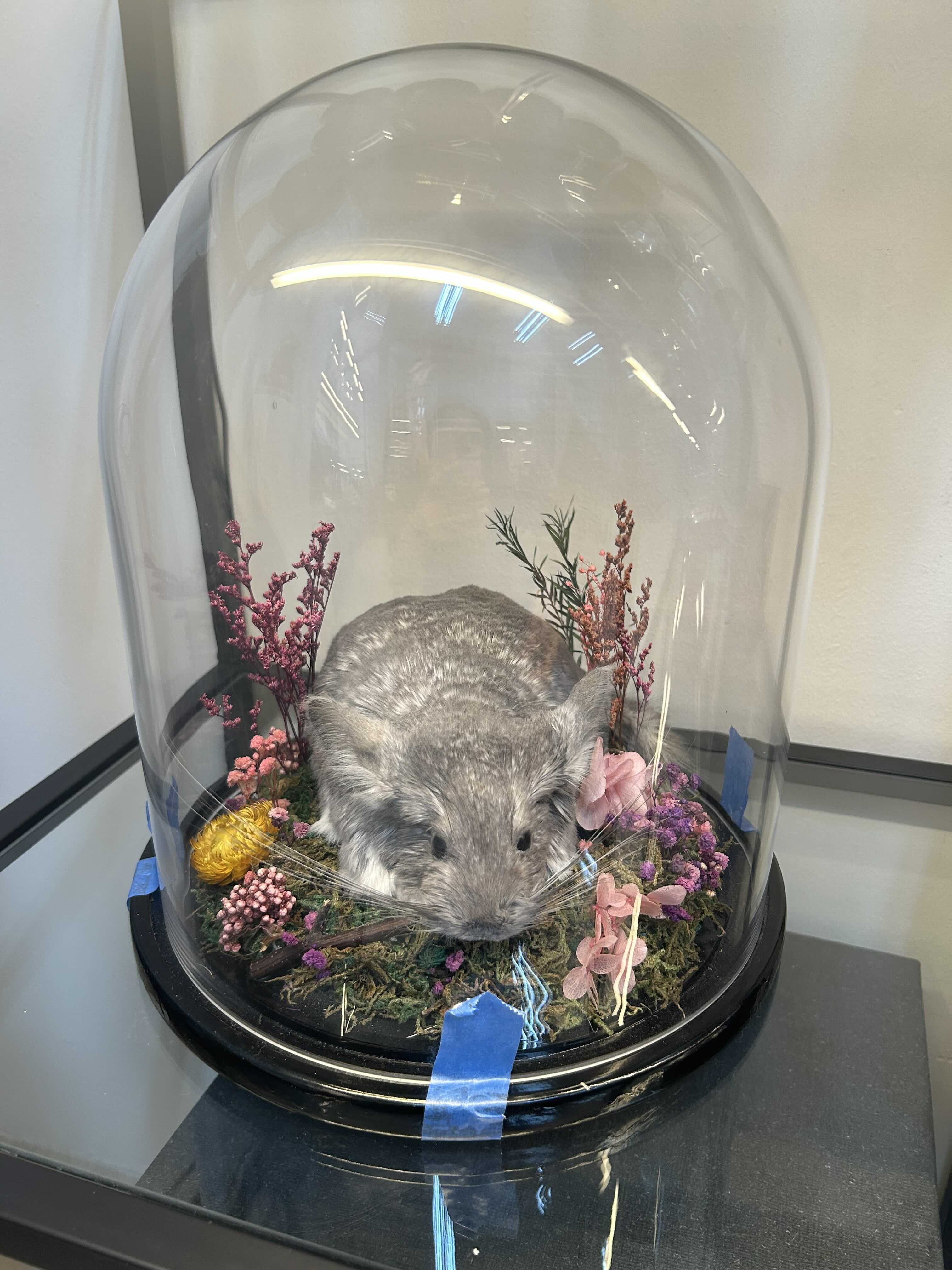 chinchilla pet preservation black crow taxidermy and art