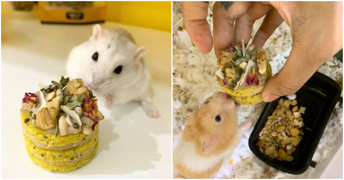 feed-my-paws-hamster-birthday-cakes-singapore
