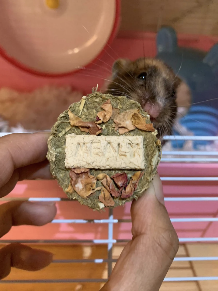 feed-my-paws-rabbit-guinea-pig-amster-chinchilla-cakearoon