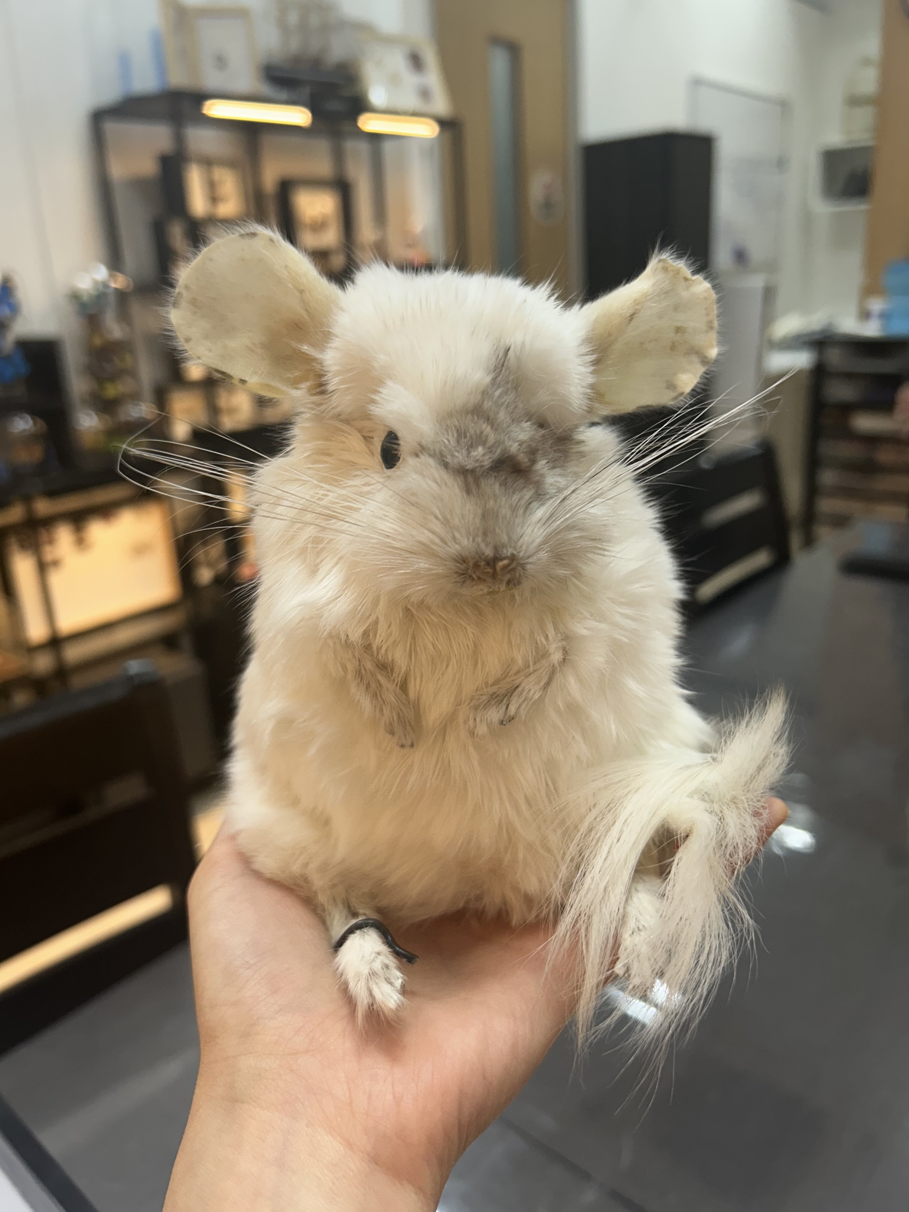 mallow the chinchilla black crow taxidermy and art