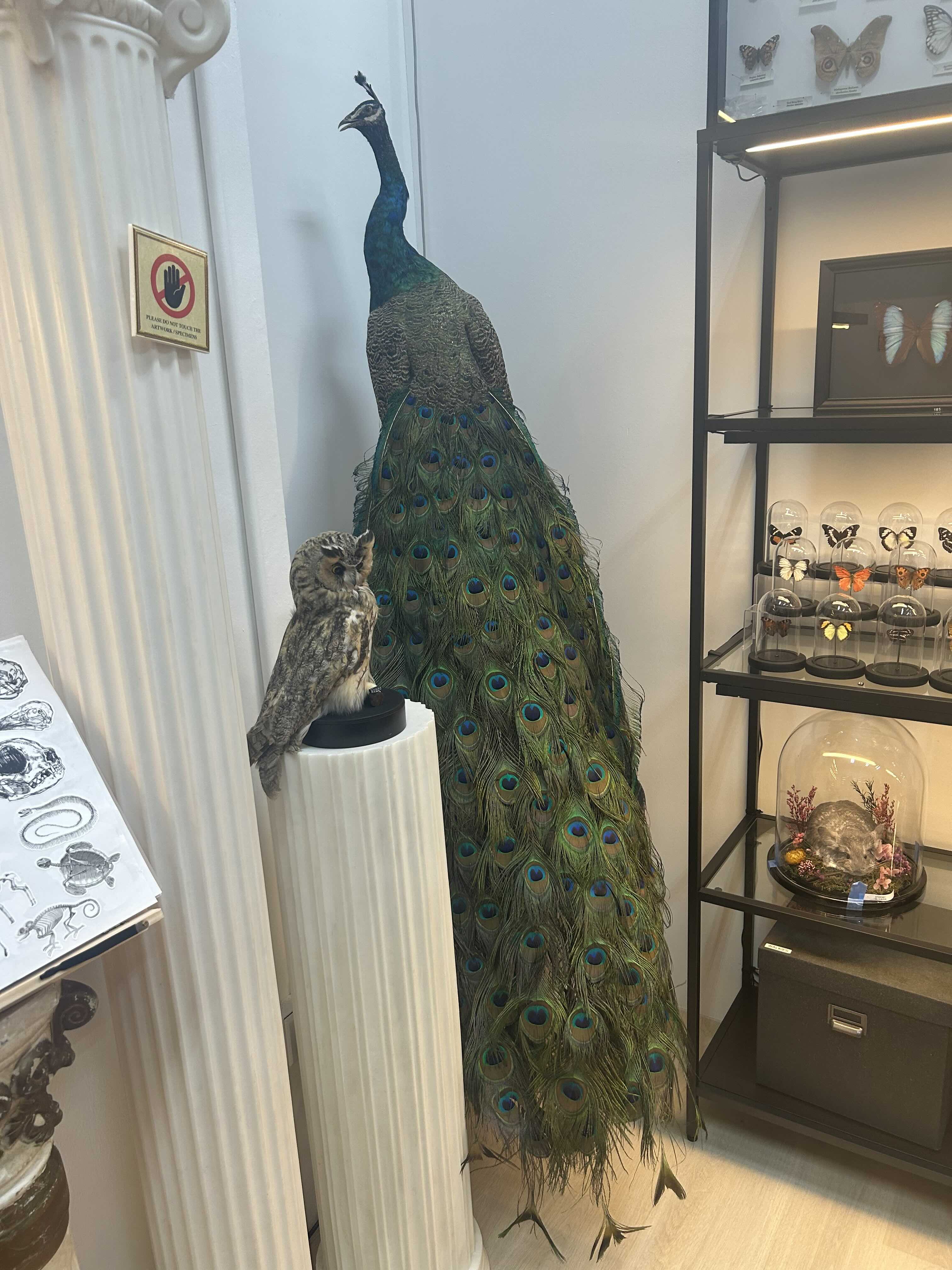 peacock black crow taxidermy and art