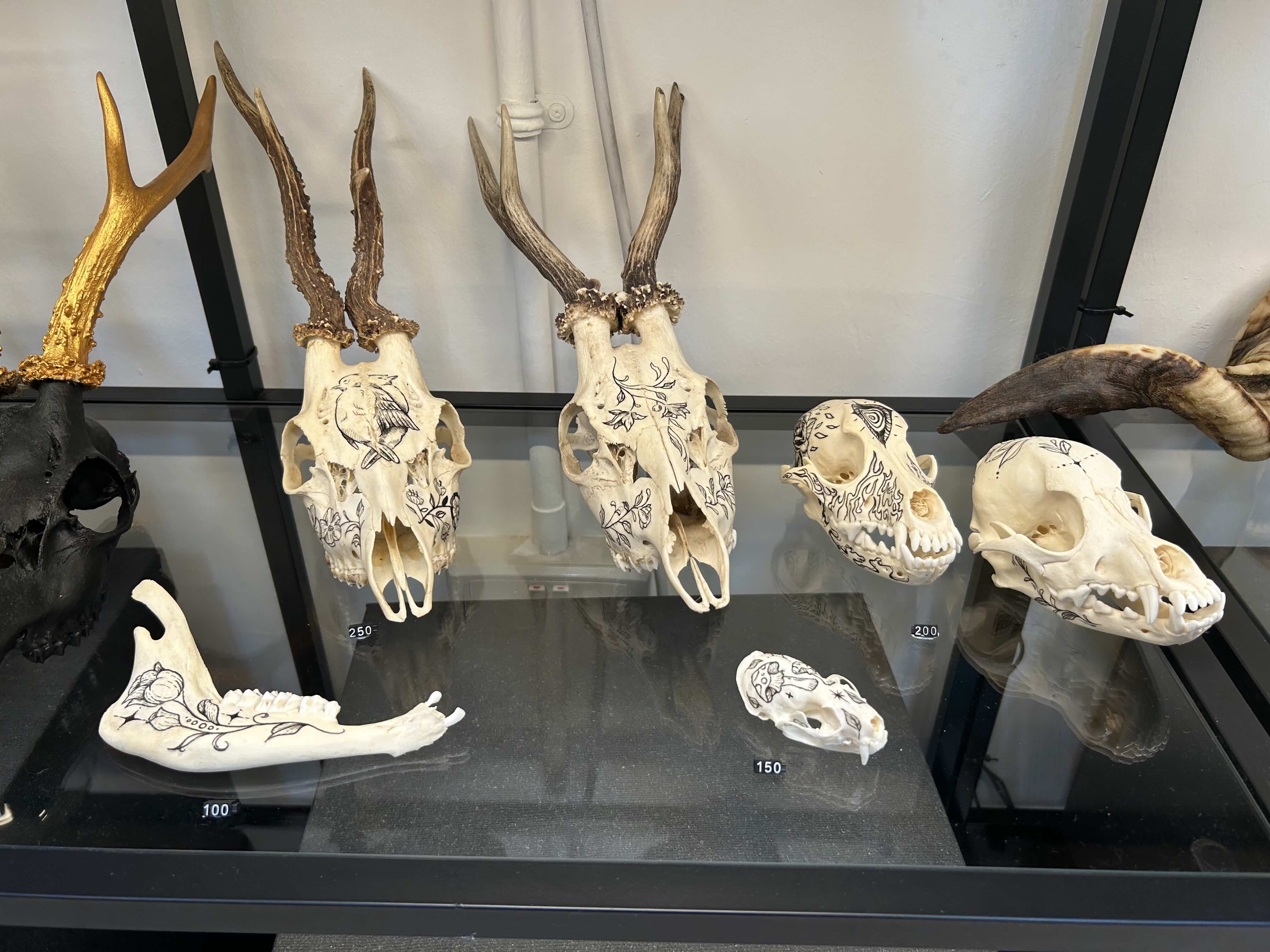 skeletons black crow taxidermy and art