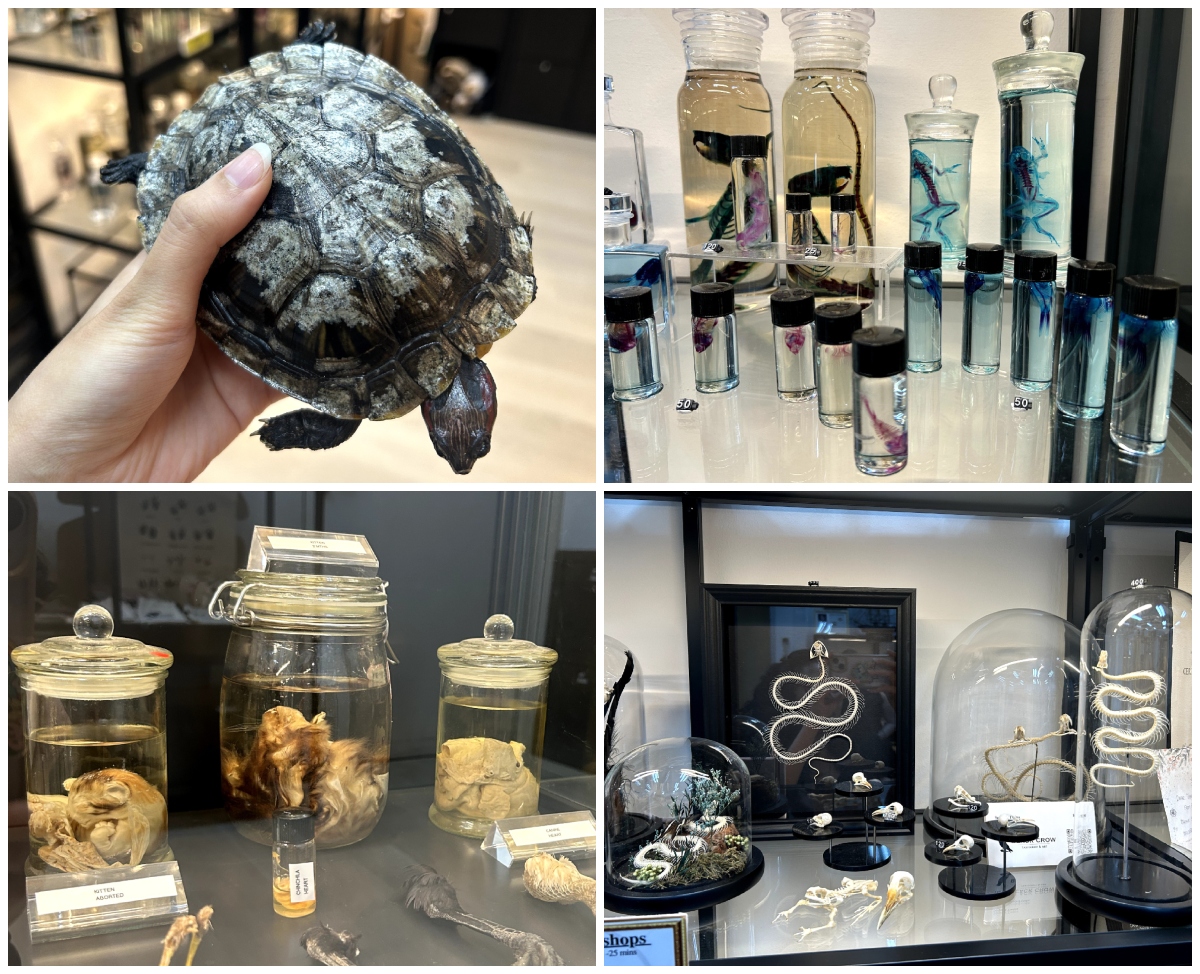 types of preservation practiced at black crow taxidermy and art